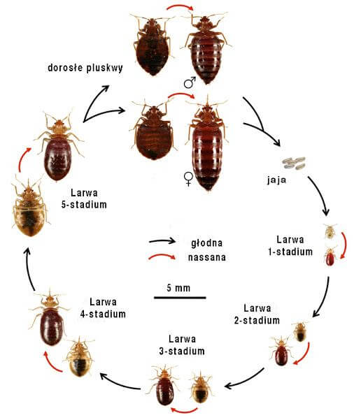 robaki w domu, zwalczanie prusakow, zwalczanie karaluchow, pest control, dezynsekcja warszawa, metoda zelowa