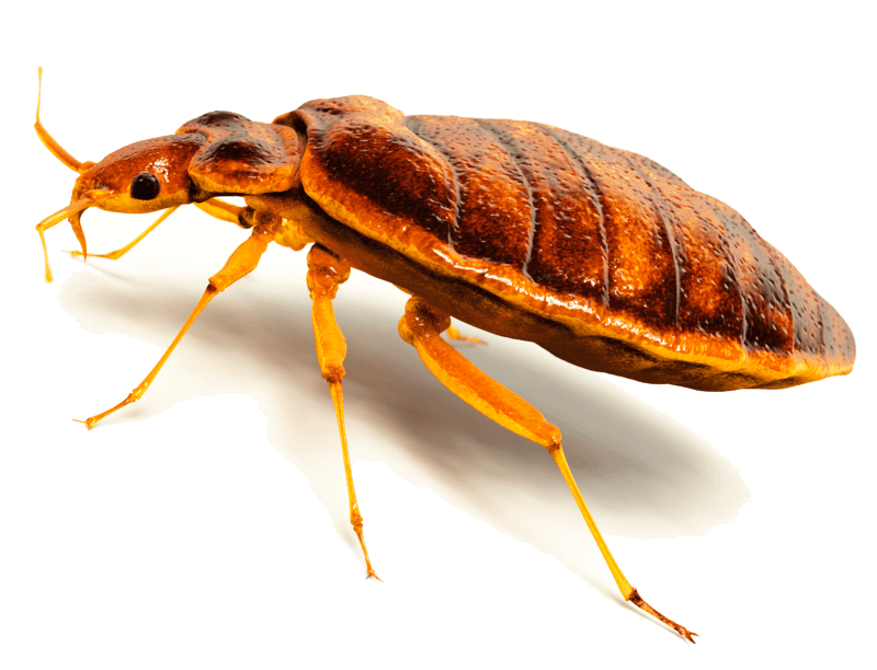 Naturalne i ekologiczne metody zwalczanie insektów oraz ich skutków ugryzień czyli aromaterapia w dezynsekcji i dezynfekcji