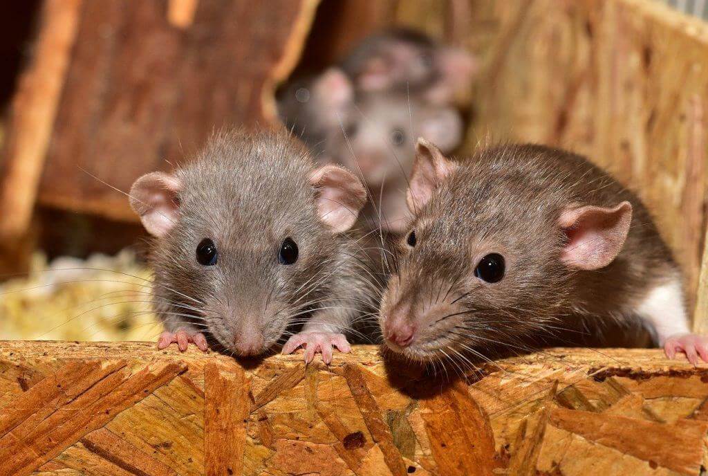 Młode szczurki intrygujące gryzonie, zwalczanie szczurów, myszy, deratyzacja warszawa prusator 2
