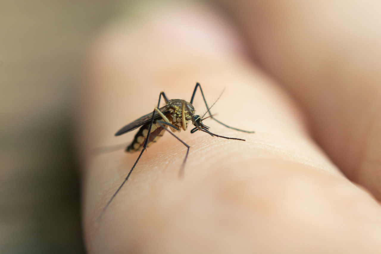 Ugryzienie komara