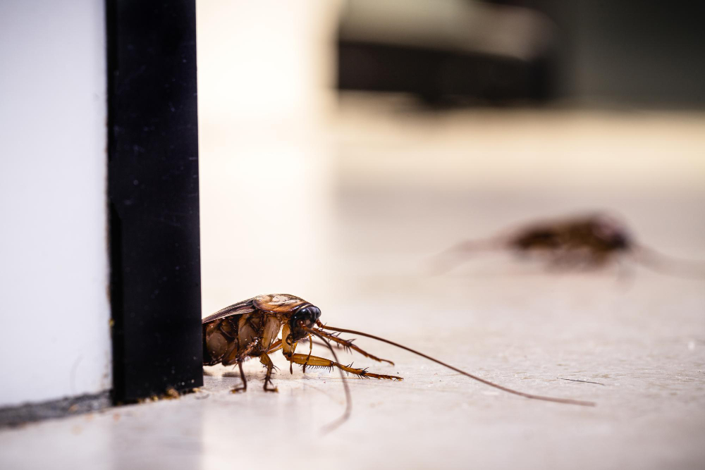 karaluch na podłodze w kuchni zjada okruchy
