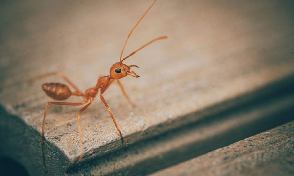 mrówka w domu