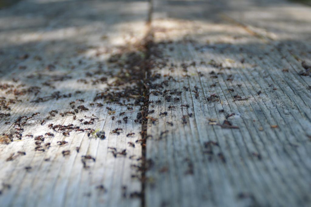 mrówki na drewnianym stole