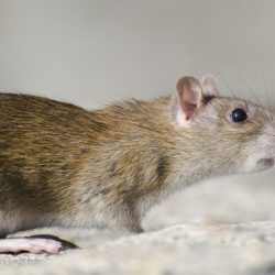 Jak wyglądają odchody szczura?