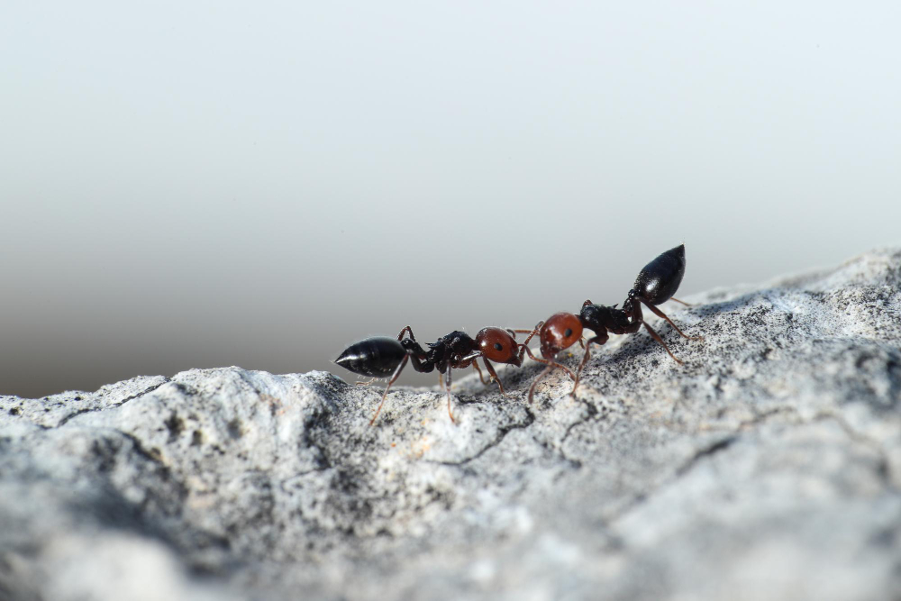 mrówki czyli naturalni wrogowie pluskwy domowej