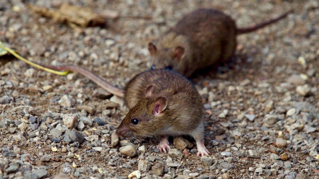 Czym się różnią odchody szczura a myszy?